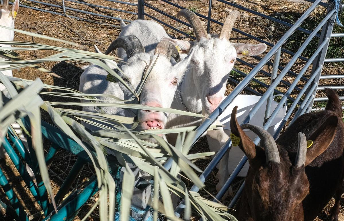 Cabras alimentándose en una explotación de Elche.