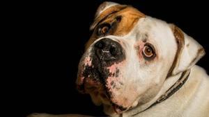 La iniciativa ’Millor adopta’ promourà les adopcions els pròxims 18 i 19 de desembre.