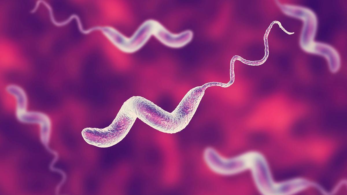 Campylobacter, la bacteria que supera a la salmonela y a la listeriosis en intoxicaciones alimentarias