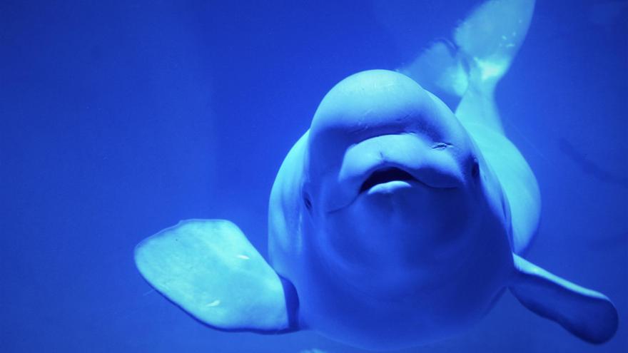 La beluga de l’ Oceanogràfic, Kylu, complix set anys