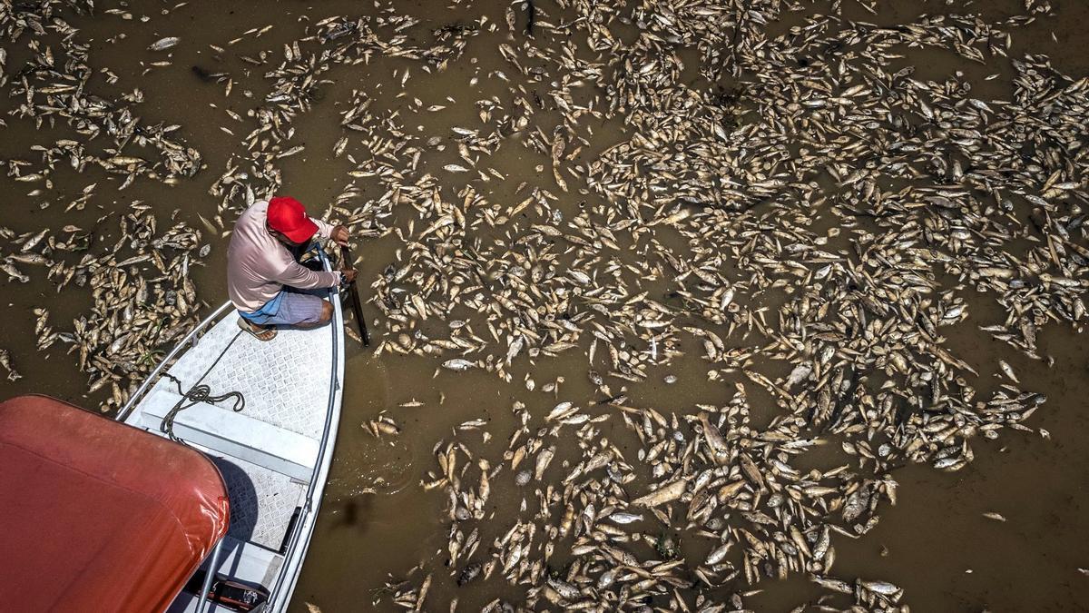 Millares de peces muertos en la Amazonía por la sequía desatada por El Niño