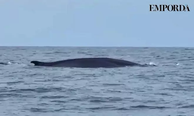 Vídeo | Capten dues balenes alimentant-se a tocar la punta de Cap de Creus