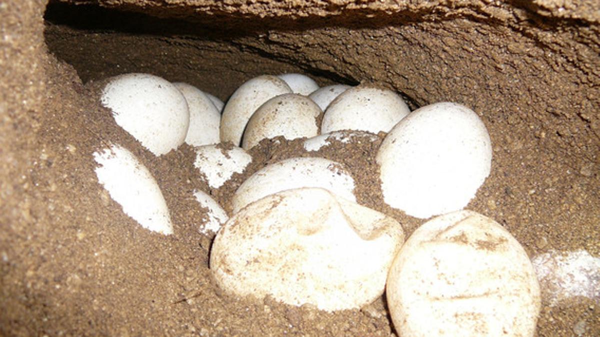 La hembra del dragón de Komodo ha puesto 23 huevos tras el apareamiento