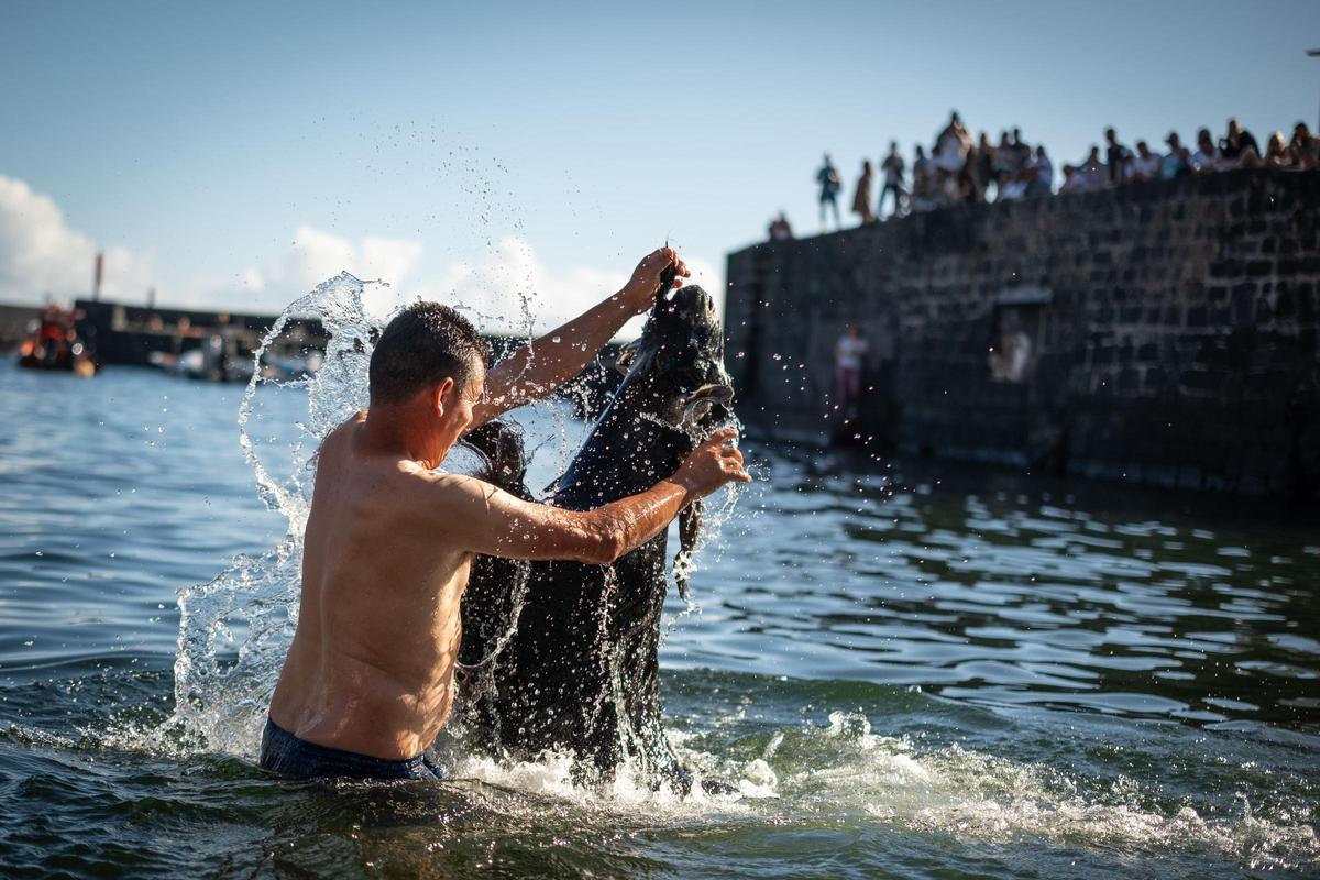 Así se vivió el tradicional baño de cabras en el muelle de Puerto de la Cruz
