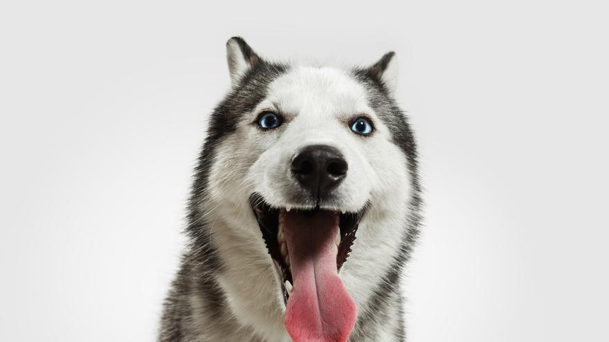 Mascotas: Las cinco razas de perro más adorables, tiernas y achuchables del  mundo