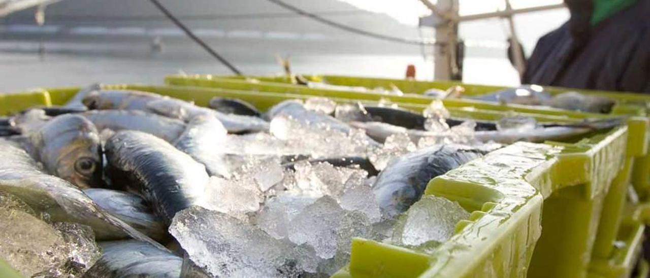 Descarga de sardina en el puerto de Avilés.