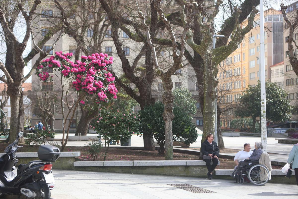 Vista de la Plaza de España de A Coruña, esta semana, con un arbusto en floración, a la izquierda.