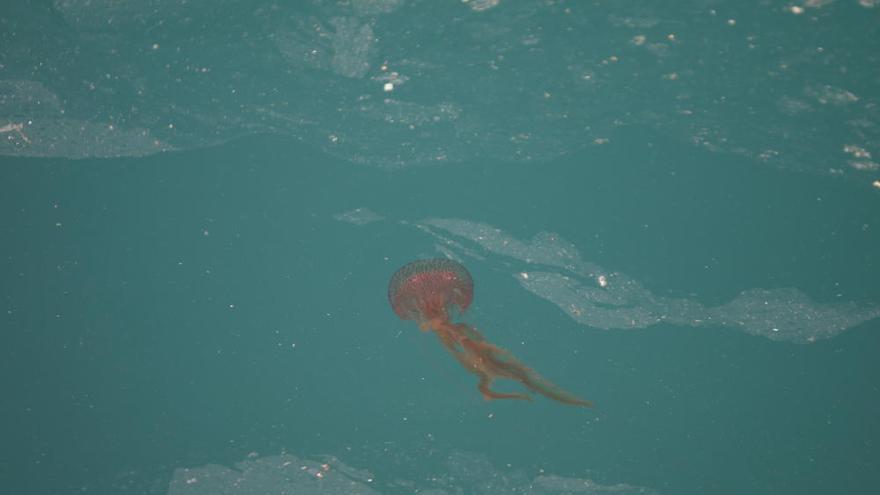 Las medusas obligan a suspender la 59 Travesía a Nado del puerto