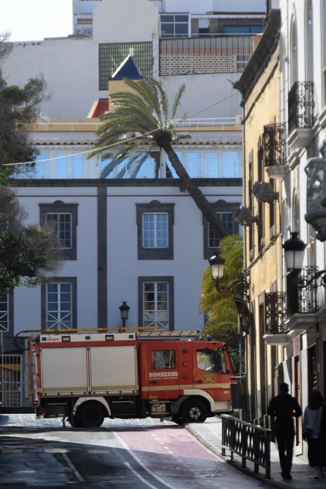 Una palmera se estrella contra un edificio en la Alameda de Colón