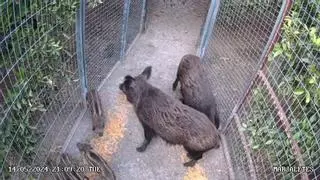 Las jaulas para atrapar jabalíes en Oliva dan sus primeros resultados: casi 200 animales capturados en cinco meses