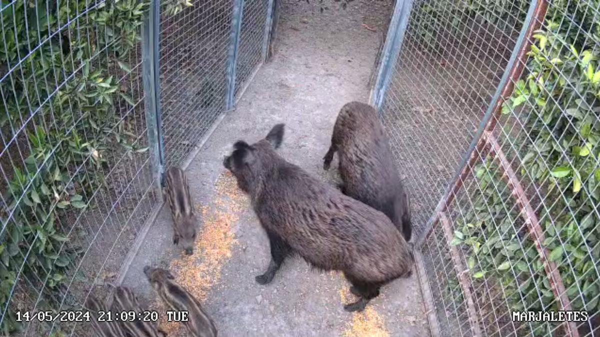 Captura de jabalís en jaulas en Oliva