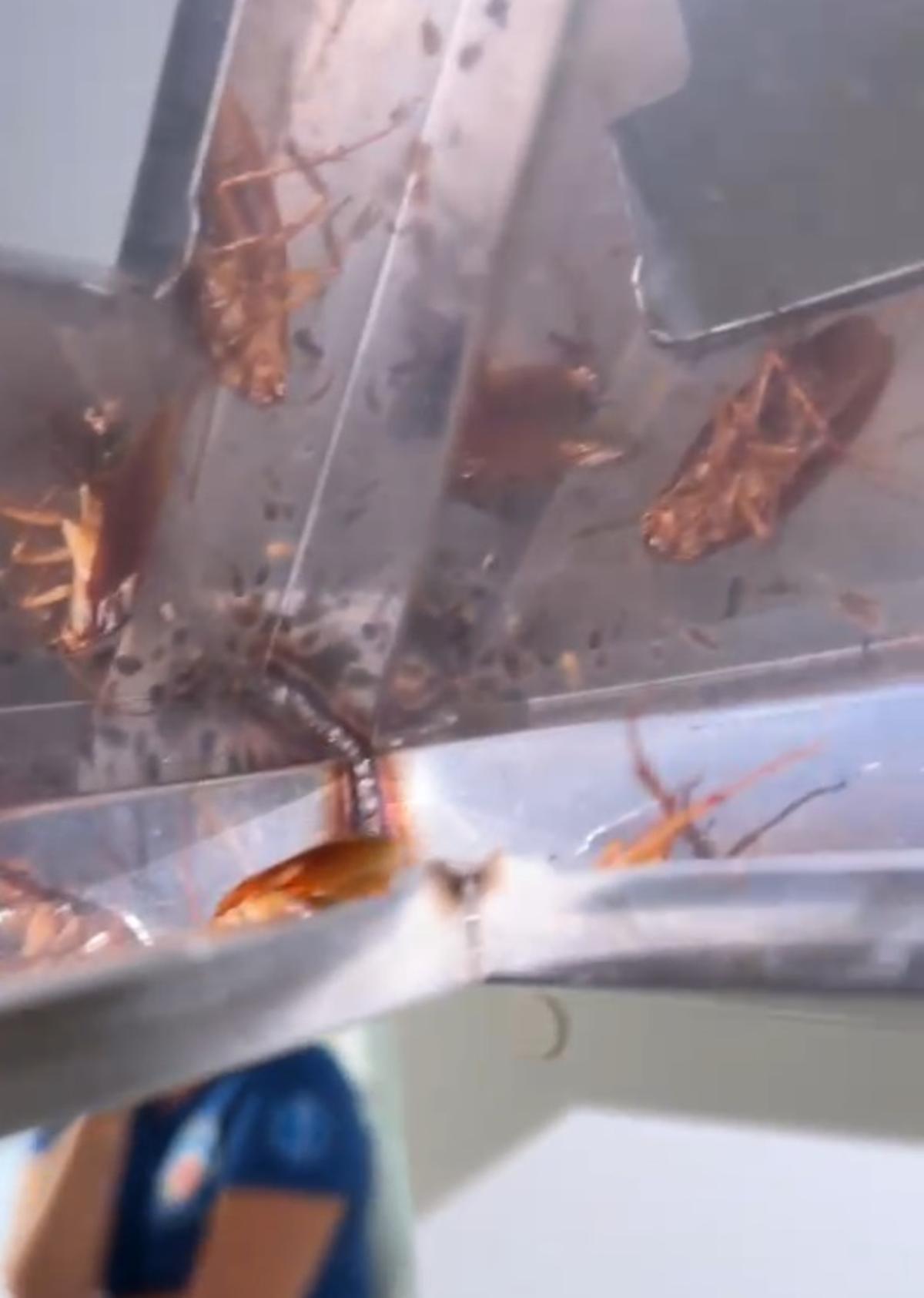 Cucarachas en una campana extractora del centro de salud de Torre del Mar, en una imagen facilitada por el sindicato CSIF.
