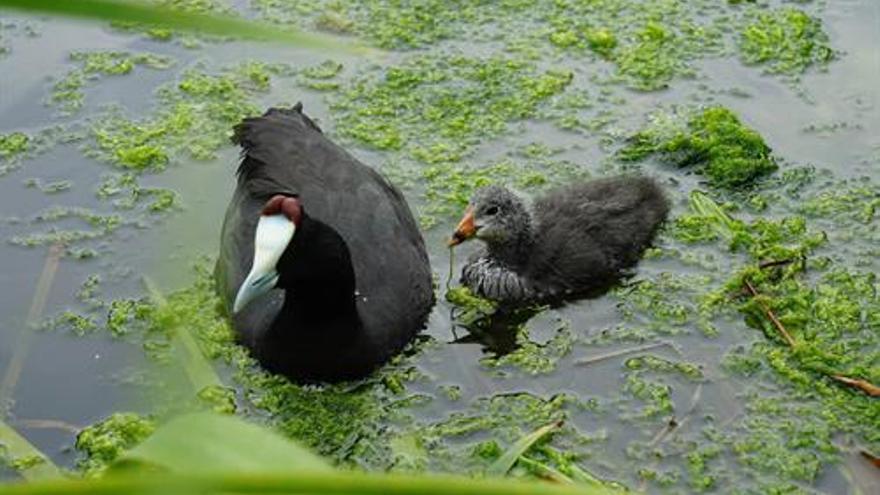 El Oceanogràfic logra la reproducción de una especie de aves en peligro de extinción