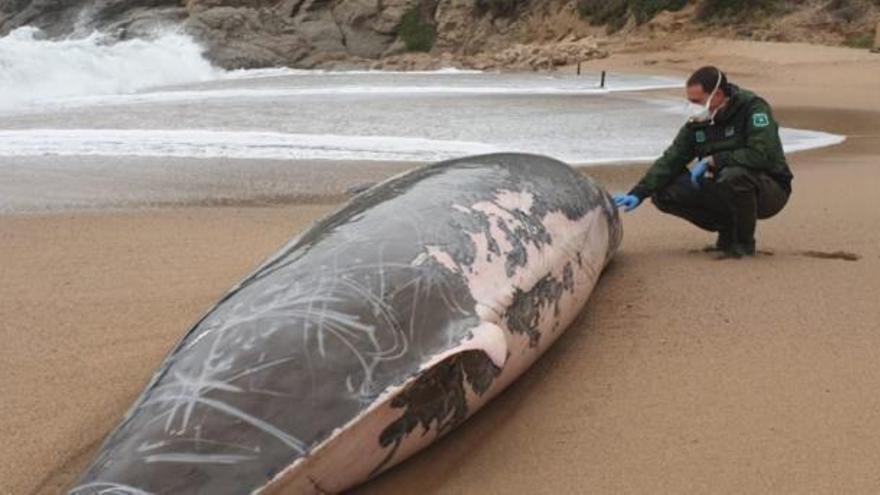 La balena varada a la platja de Tossa de Mar.