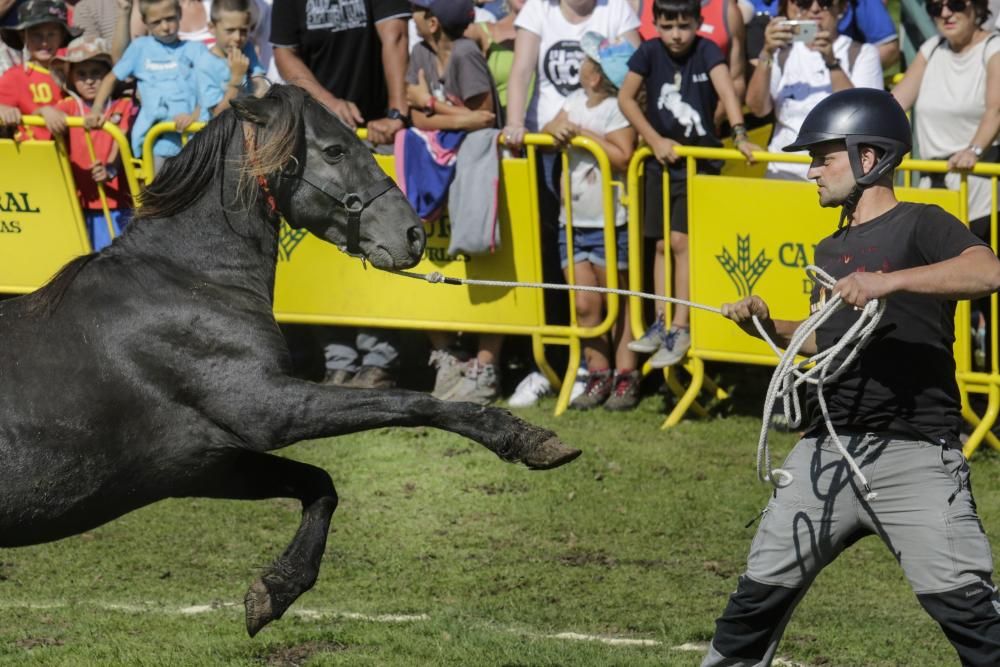 Fiesta del Asturcón en el Sueve