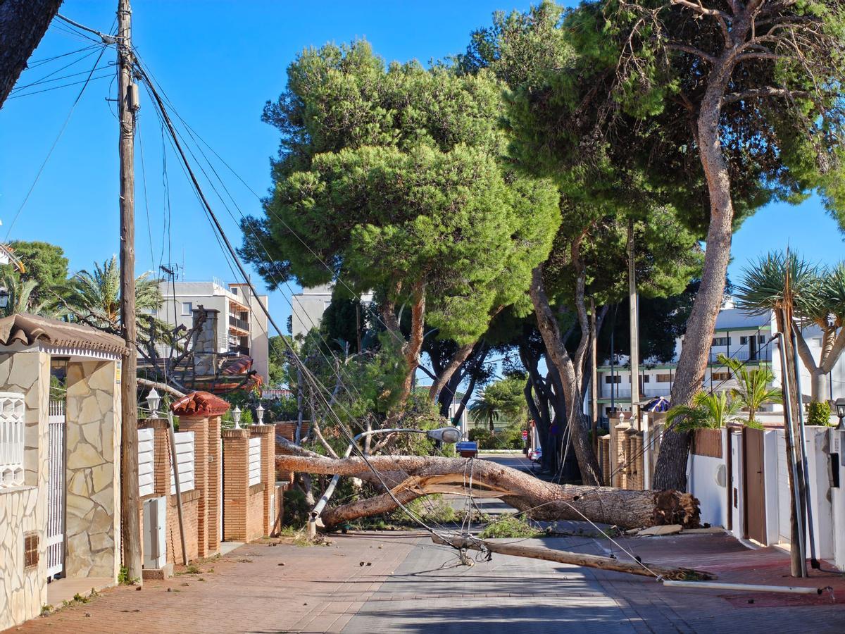 Un gran pino cae y corta el paso en una calle de Benicàssim.