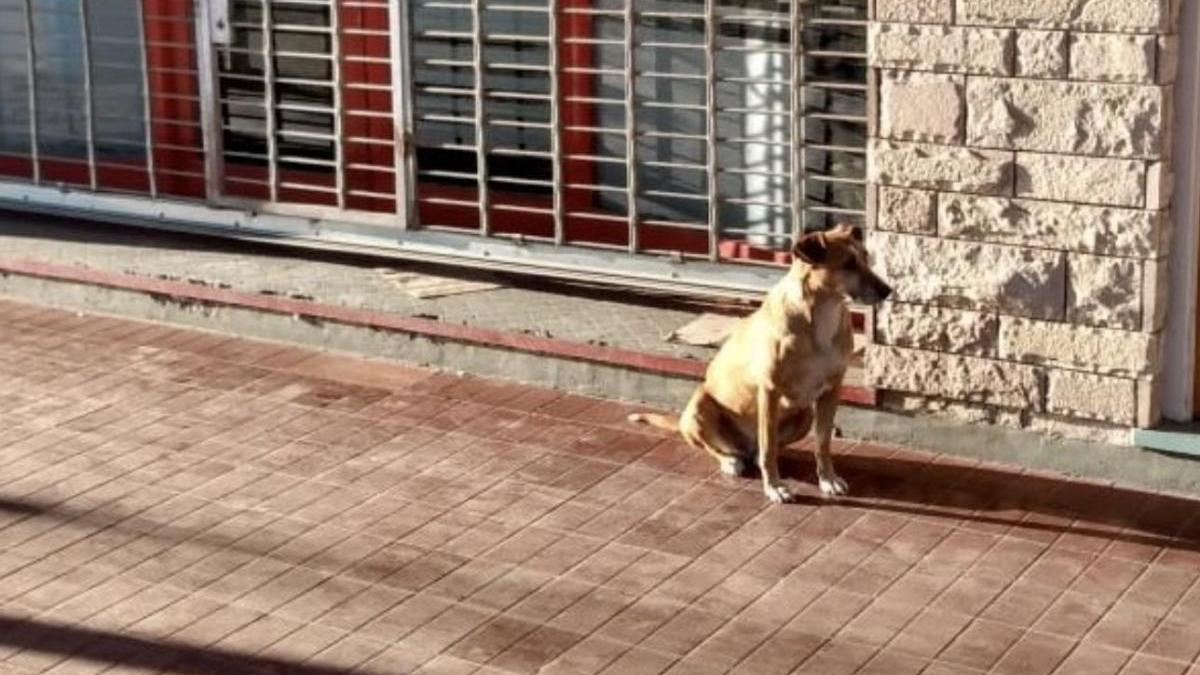 Una perrita espera durante días a su dueña fallecida a las puertas de su librería