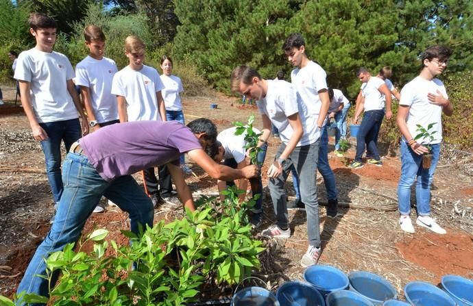 REPOBLACIÓN FORESTAL FONTANALES MOYA