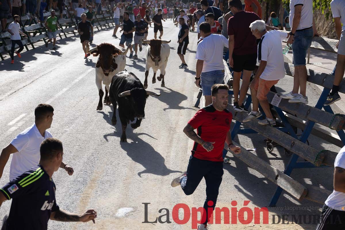 Sexto encierro de la Feria del Arroz de Calasparra