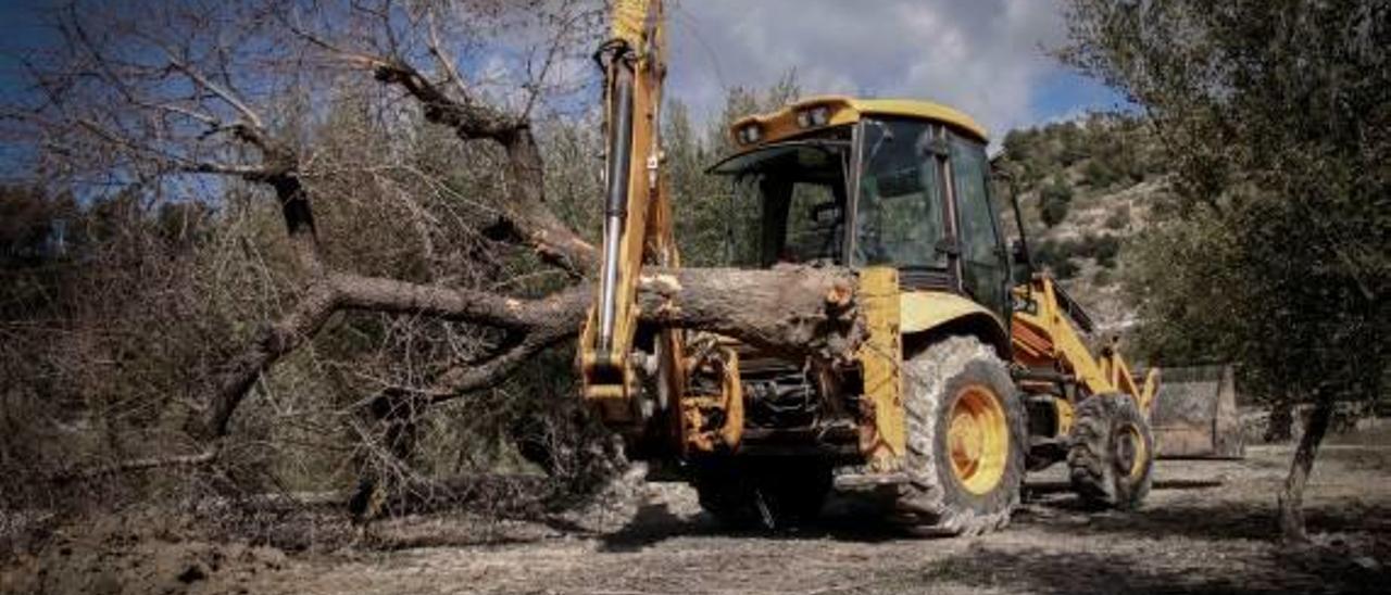 El Consell mantiene el plan de erradicación de la Xylella