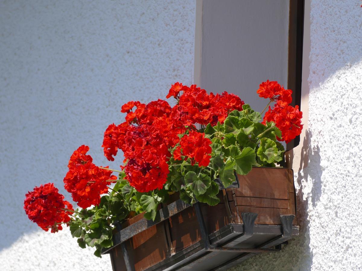 Plantas de exterior resistentes todo el año en macetas: el geranio