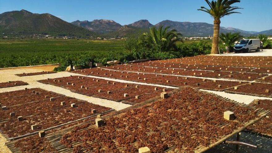 La uva extendida en cañizos 
en la finca «La Pansa», de la
familia Mas de Llíber.  alfons padilla