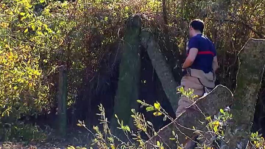 Muere un hombre en Pontevedra tras sufrir 25 picaduras de avispa asiática