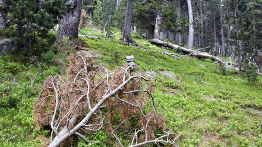 Prova pilot a Setcases per augmentar la biodiversitat i afavorir espècies d&#039;escarabats en risc d&#039;extinció