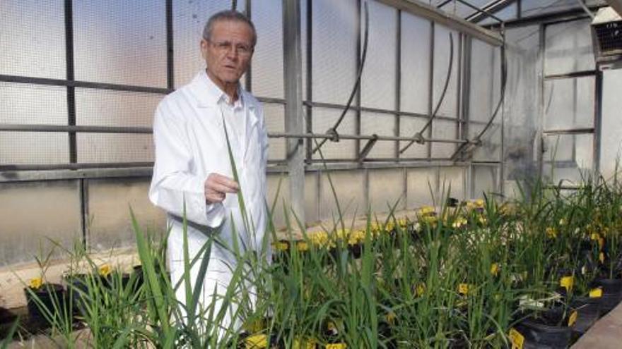 El director del Departamento del Arroz, Ramón Carreres, en los viveros del centro de investigación suecano.