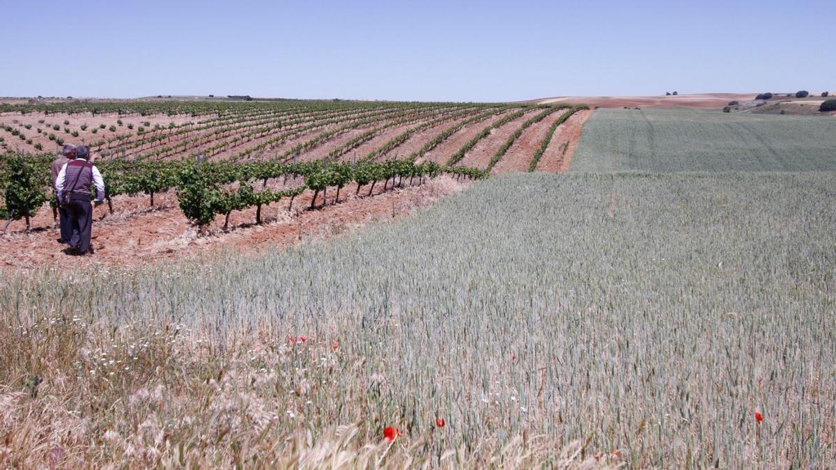 Campo de trigo en Villamor de los Escuderos. | Javier de la Fuente