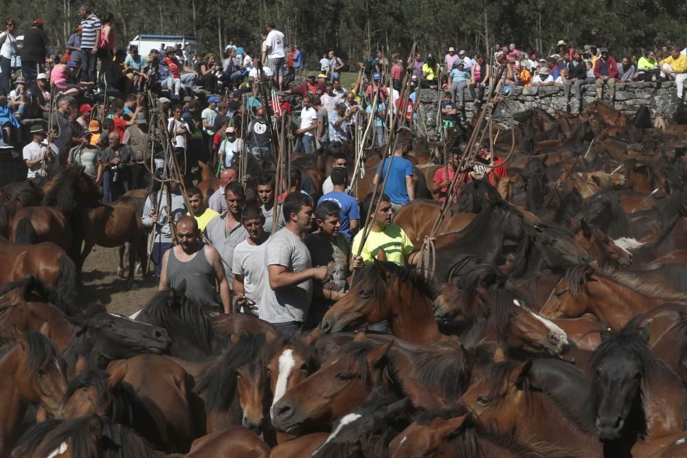 La cita confirma la recuperación de la cabaña de la Serra da Groba con 400 caballos rapados y marcados a fuego en una jornada de fiesta con cientos de espectadores