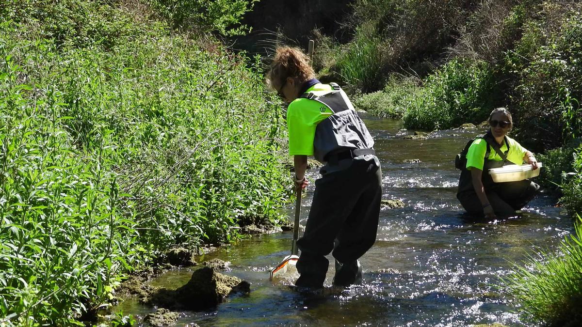 Muestreo en el río Palancia de la demarcación hidrográfica del Júcar.