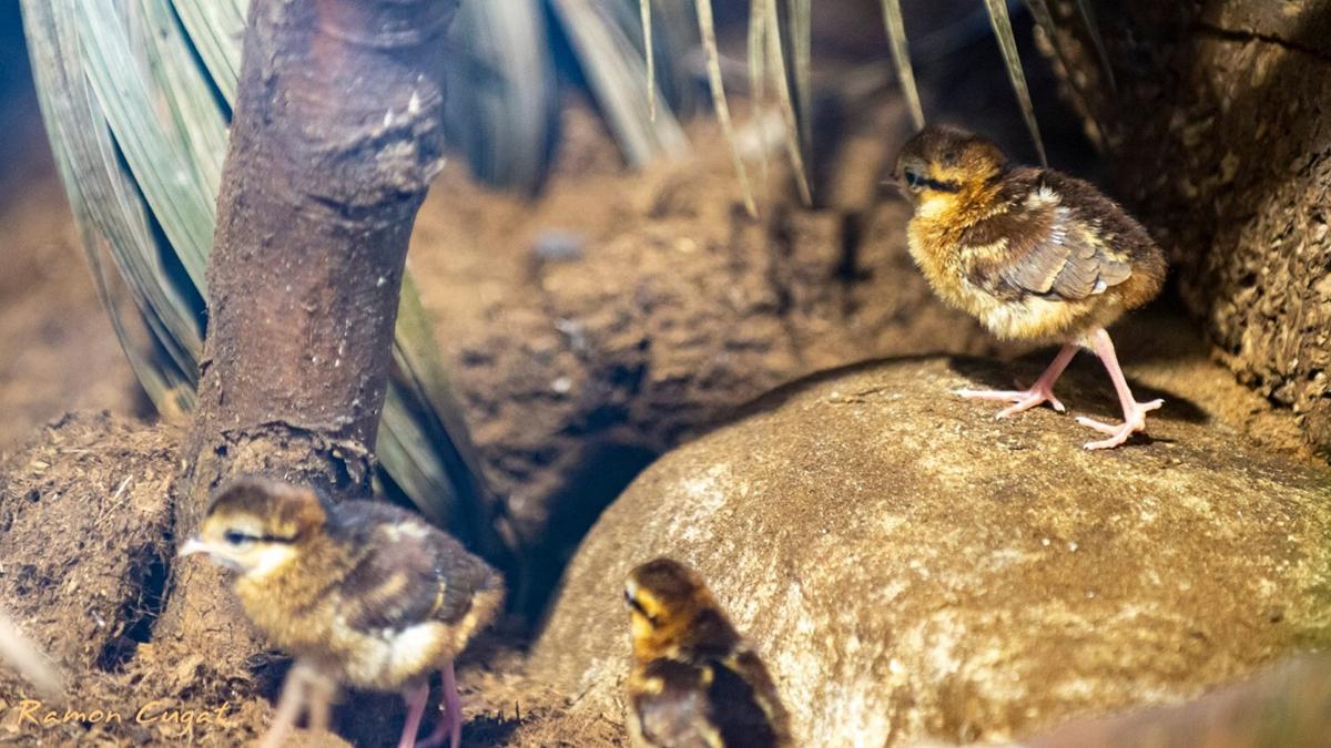 Pollitos de faisán de Edwards, una especie en peligro crítico de extinción, nacidos en el Zoo de Barcelona