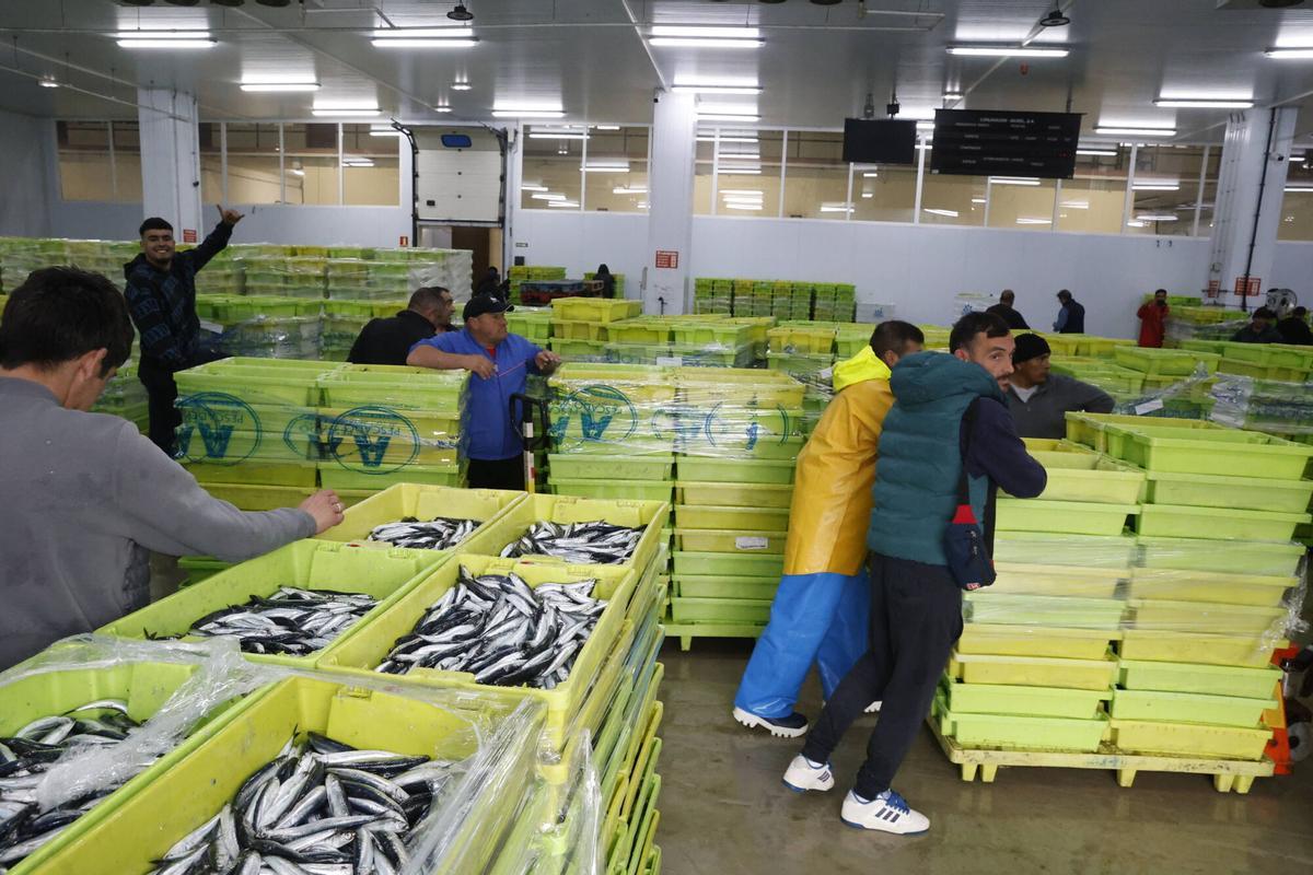 EN IMÁGENES: "Intensa y épica" descarga en Lonja Gijón: más de 65.000 cajas de bocarte y 550.000 kilos de pescado rulado