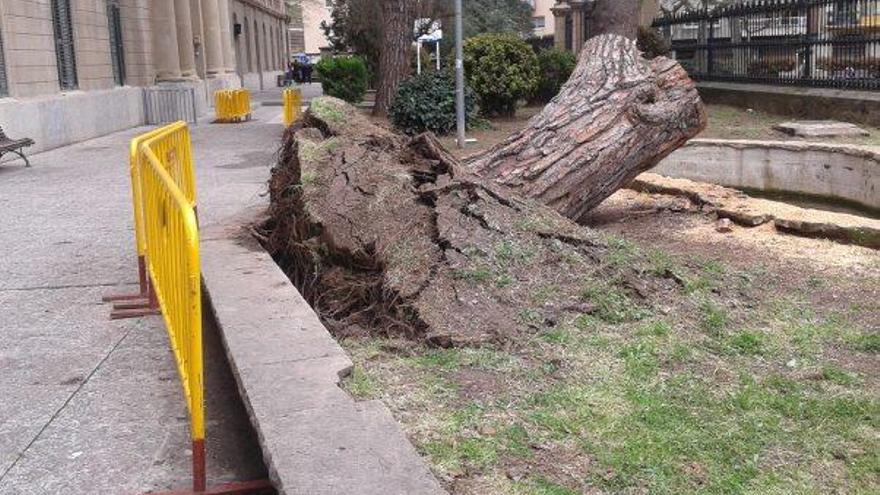 Així ha quedat la base de l&#039;arbre de Casa Caritat que va caure dissabte