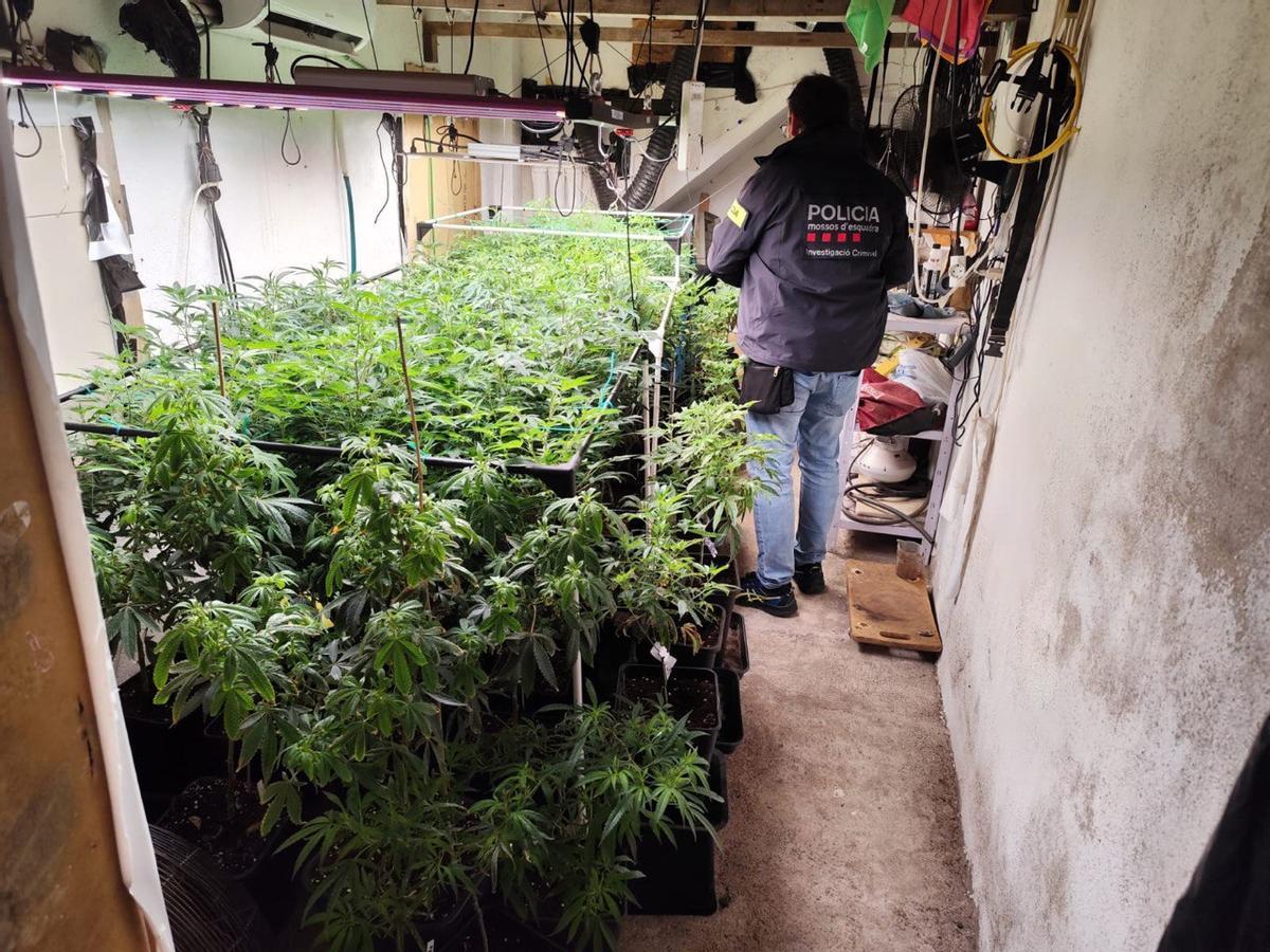 Un agent dels Mossos amb la plantació de la marihuana a la casa de la Bisbal.