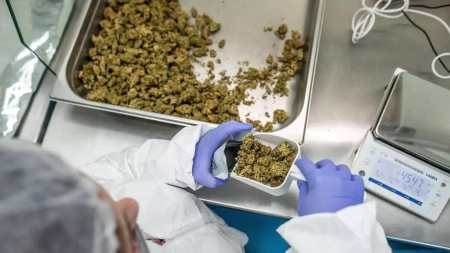 Sanidad inicia el trámite para regular el cannabis medicinal