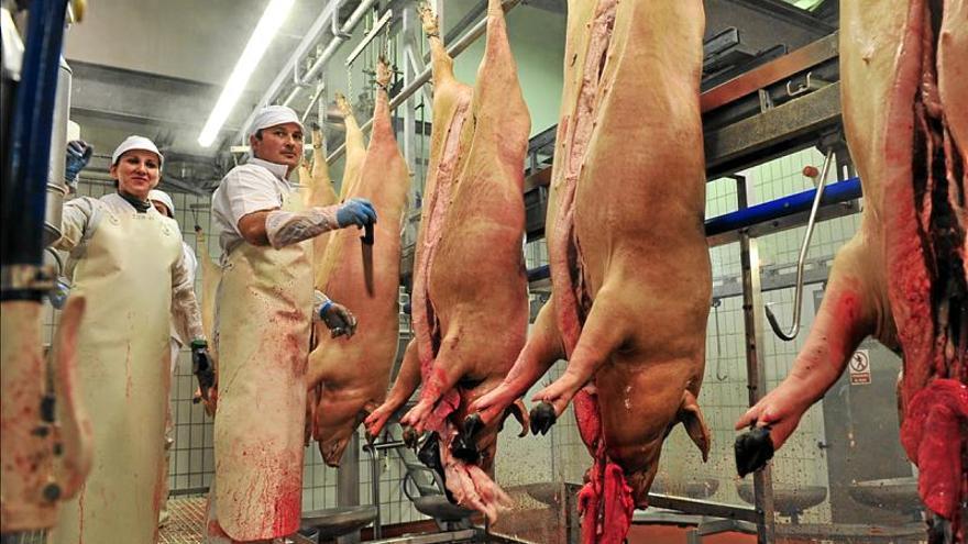 Baja el número de sacrificios de ibéricos de bellota un 11,8%