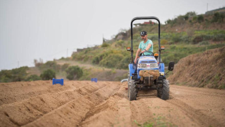 Los agricultores plantan cada vez menos variedades de las papas antiguas de la Isla