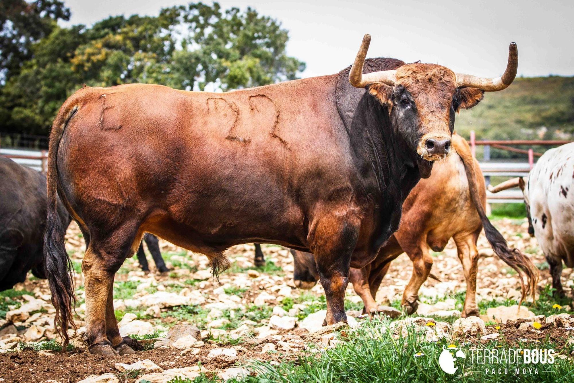 &#039;Zahareño&#039;, de Torres Gallego, otro toro que embolarán el sábado por la noche.