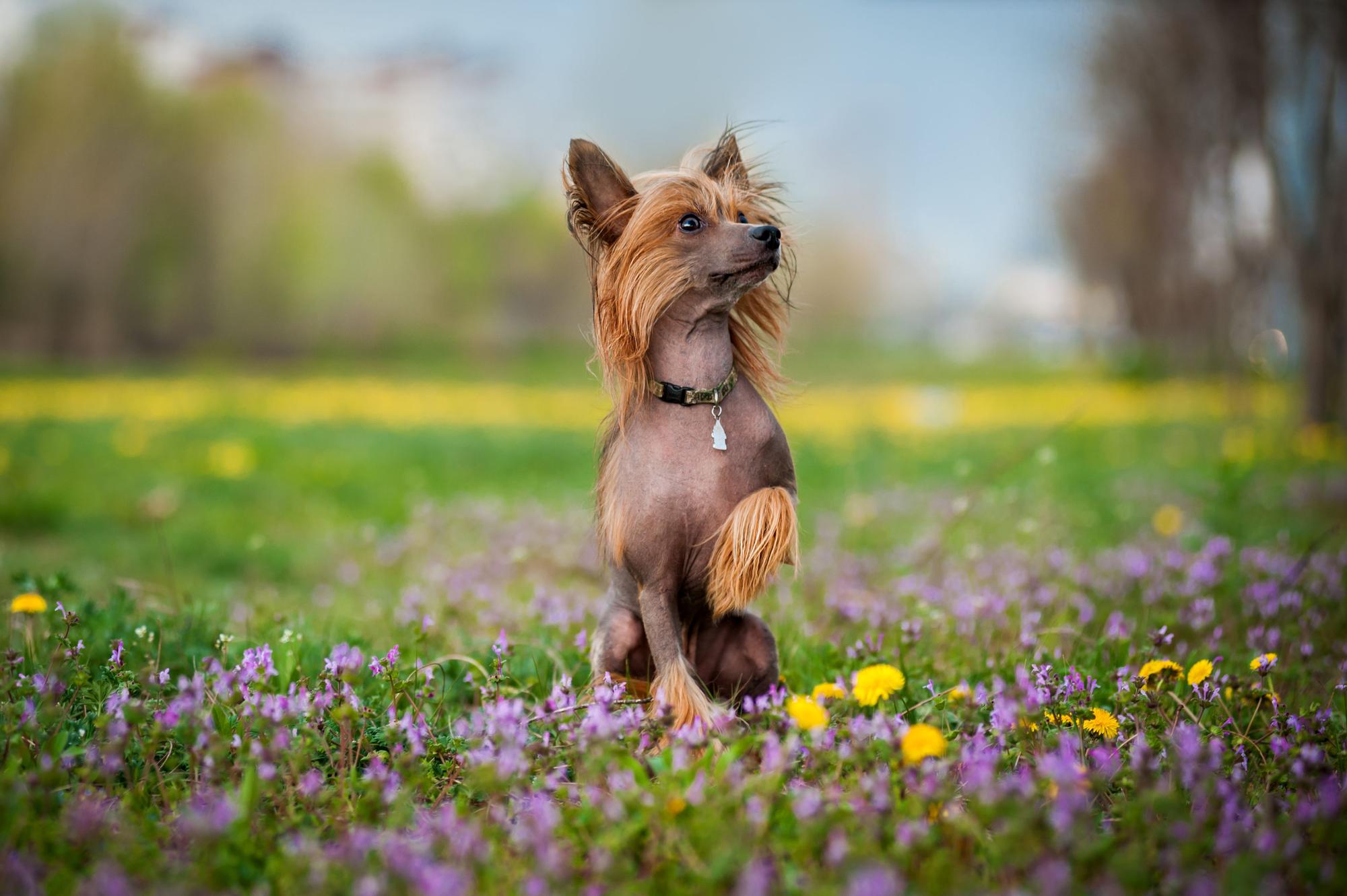 Razas raras de perro: Crestado chino