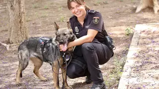 Olfato contra el delito: los perros de la Policía Nacional en Murcia realizan cien servicios al año