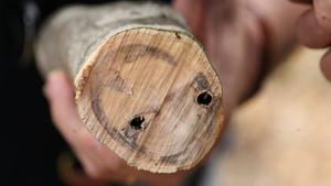 Una rama de un olivo afectado por la Xylella.