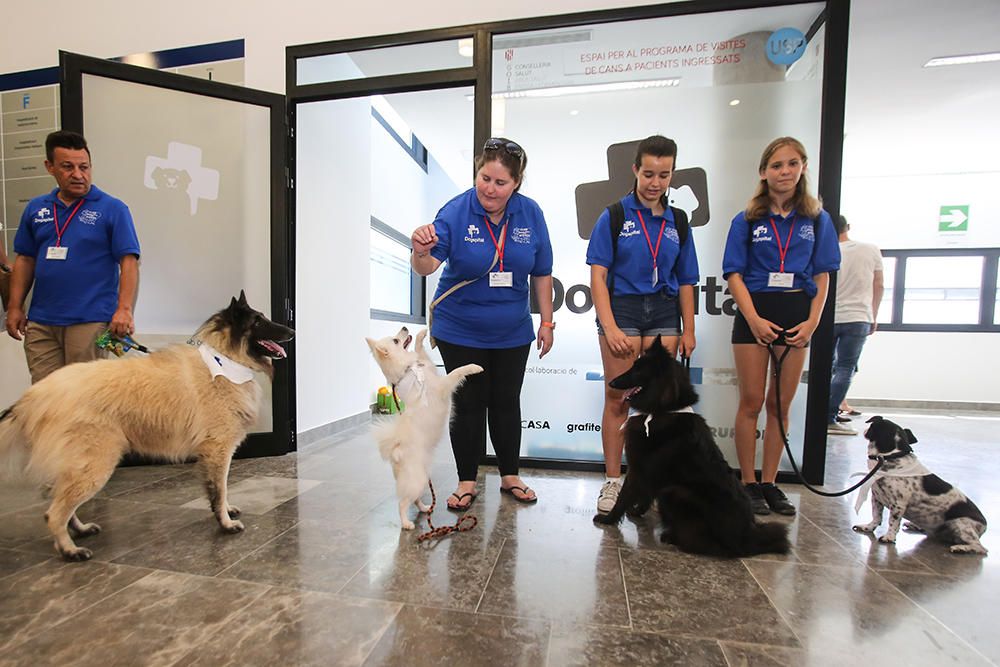 El hospital de Ibiza abre la puerta a los perros.