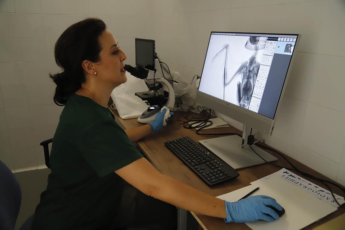 El Centro de recuperación de especies amenazadas de Córdoba, en imágenes