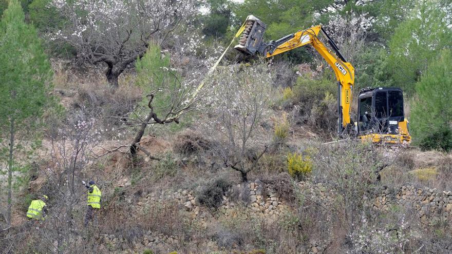 Tala de almendros afectados por la «xylella» en Alicante.