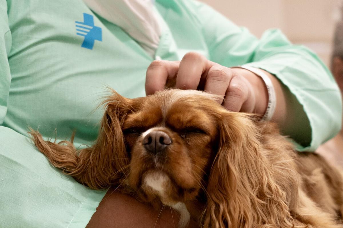 Una paciente de Psiquiatría de Bellvitge durante una sesión de terapia asistida con perros