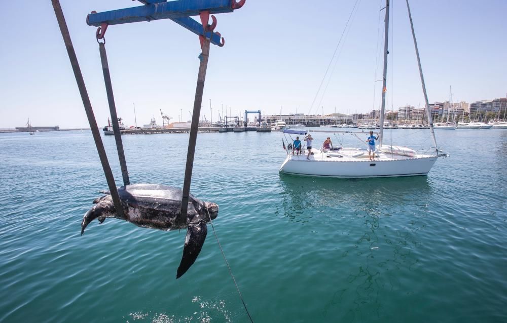 Una tortuga de300 kilos aparece muerta en La Albufereta