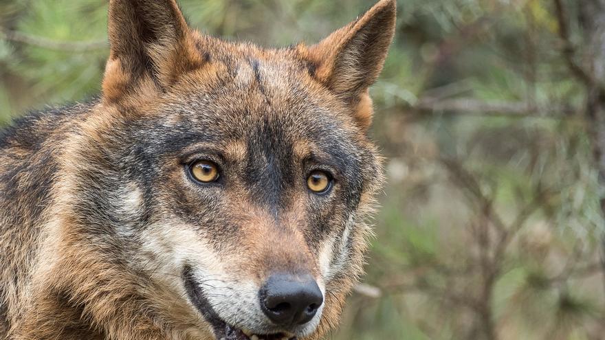El Tribunal Superior de Galicia paraliza la caza del lobo en una decisión que puede sentar precedente