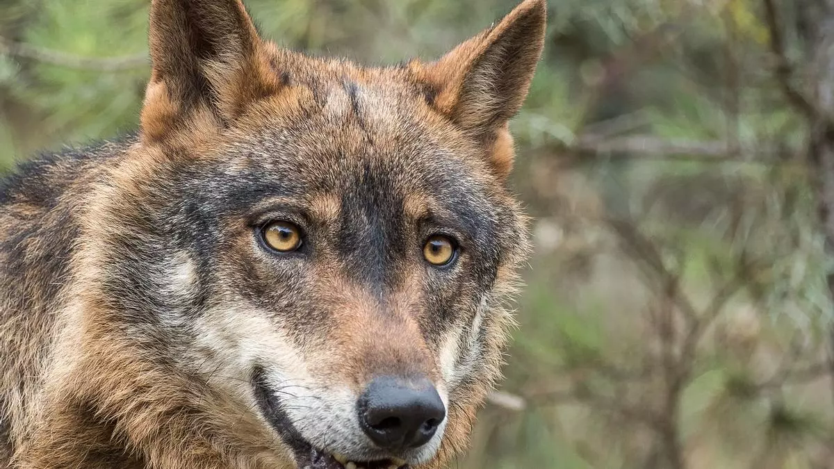 El Tribunal Superior de Galicia paraliza la caza del lobo en una decisión que puede sentar precedente